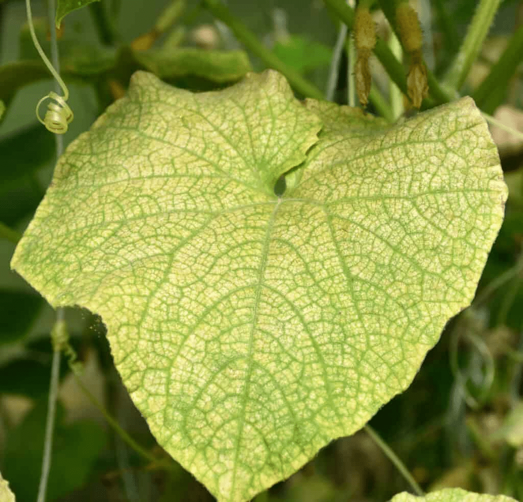 Yellowing cucumber leaf
