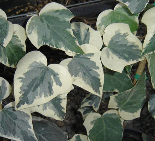 Algerian ivy plant