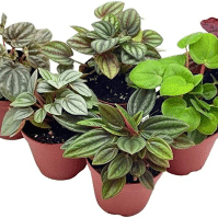 Peperomia Plant Varieties for Home Gardens