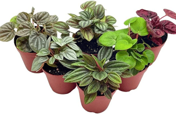 Peperomia Plants Varieties