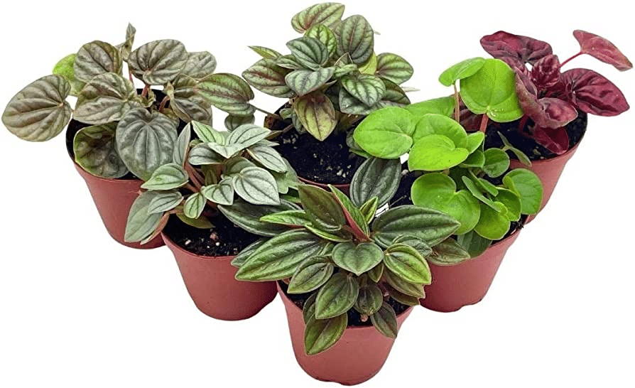 A close-up of a variety of peperomia plants