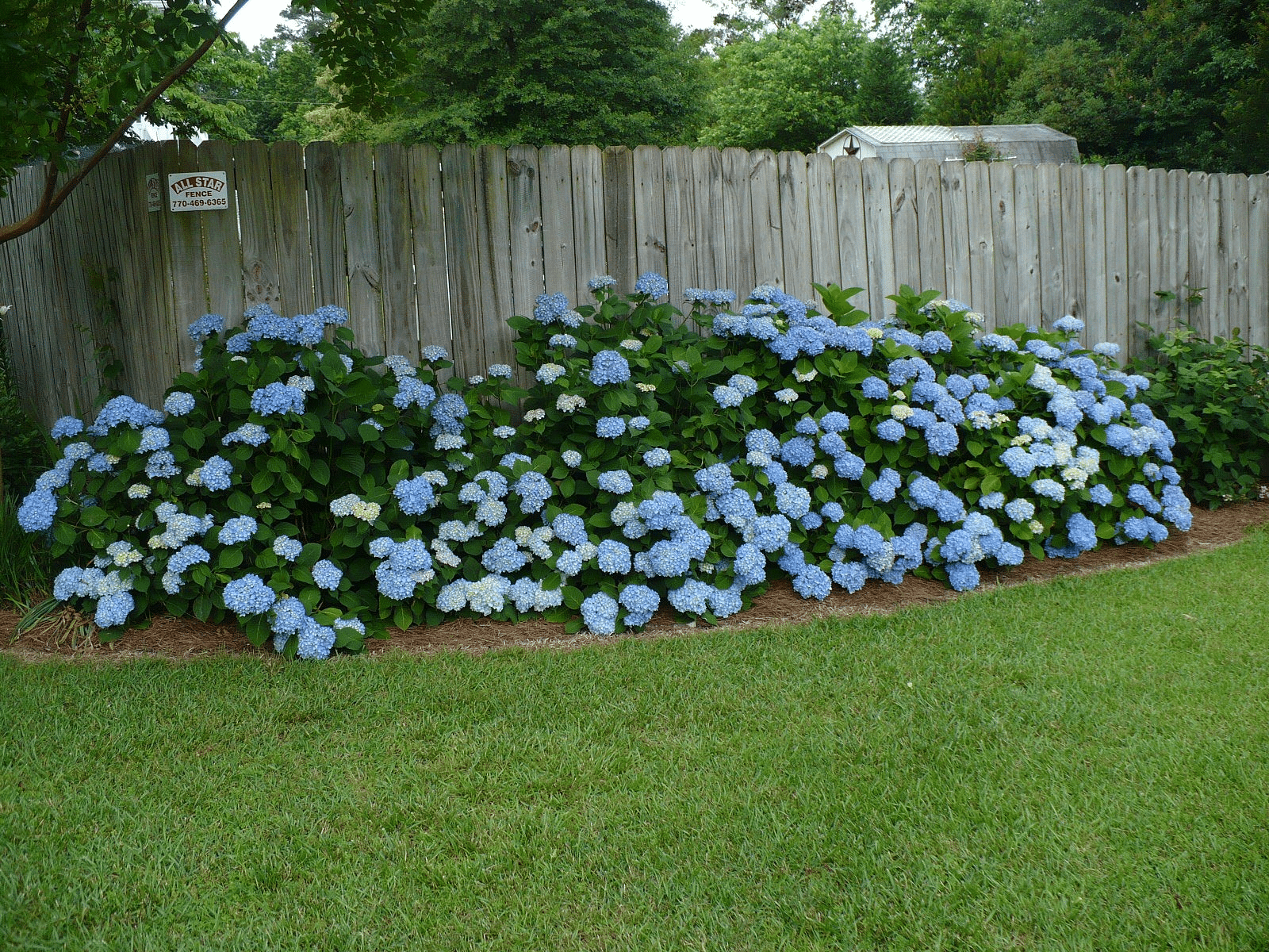 Fence protecting hydrangeas from deer
