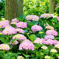 Do Deer Eat Hydrangeas? Protect Your Plants From Deer Damage