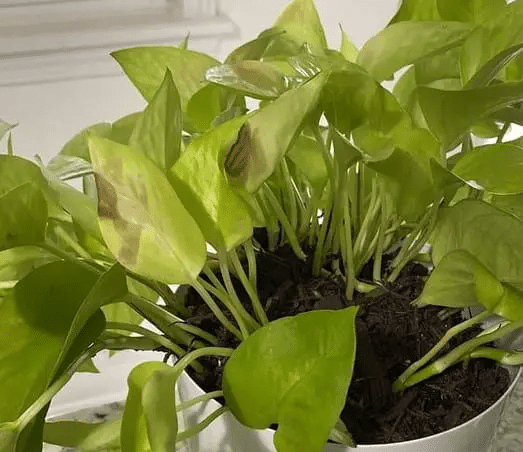 Pothos plant with yellow leaves exposed to sunlight