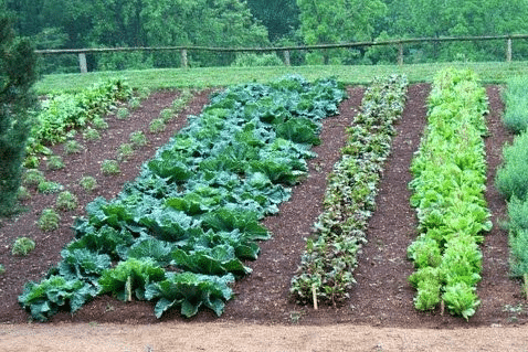 Traditional row vegetable garden