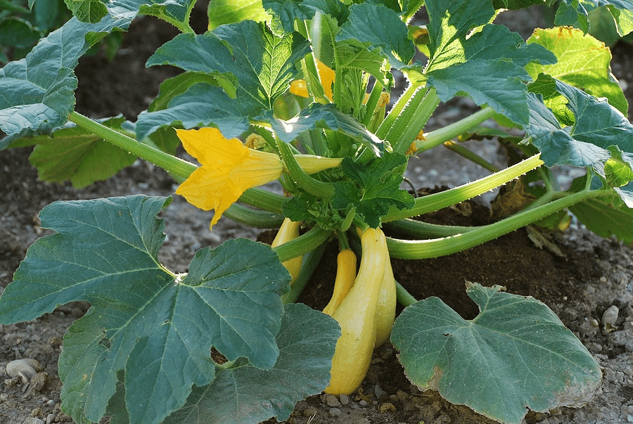 Summer squash is a drought tolerant vegetable