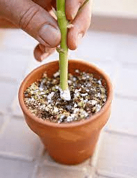 Planting a cutting in soil