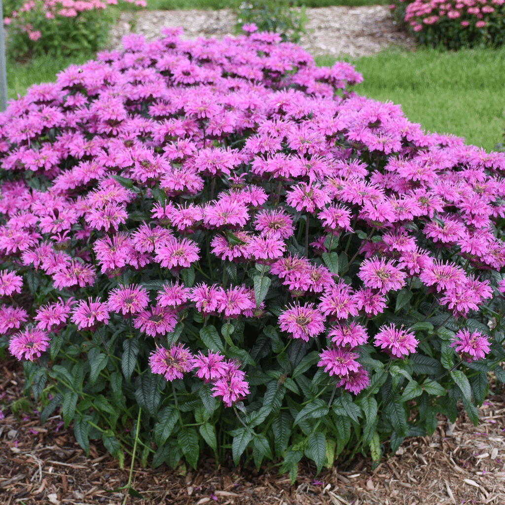 Purple bee balm plant