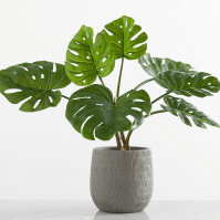 Unraveling the Mystery of Monstera Leaves Curling
