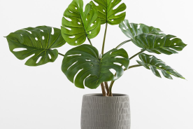 Thriving Monstera plant in a pot