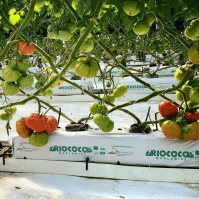 Growing Hydroponic Tomatoes: Tips for Home Gardeners