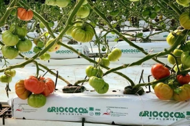 A hydroponic system with tomato plants growing in it