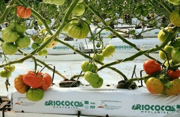 A hydroponic system with tomato plants growing in it