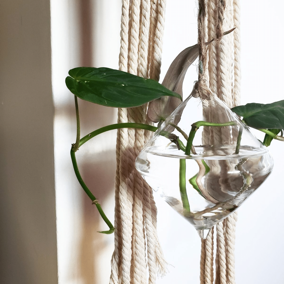 Propagating Philodendron Micans in water