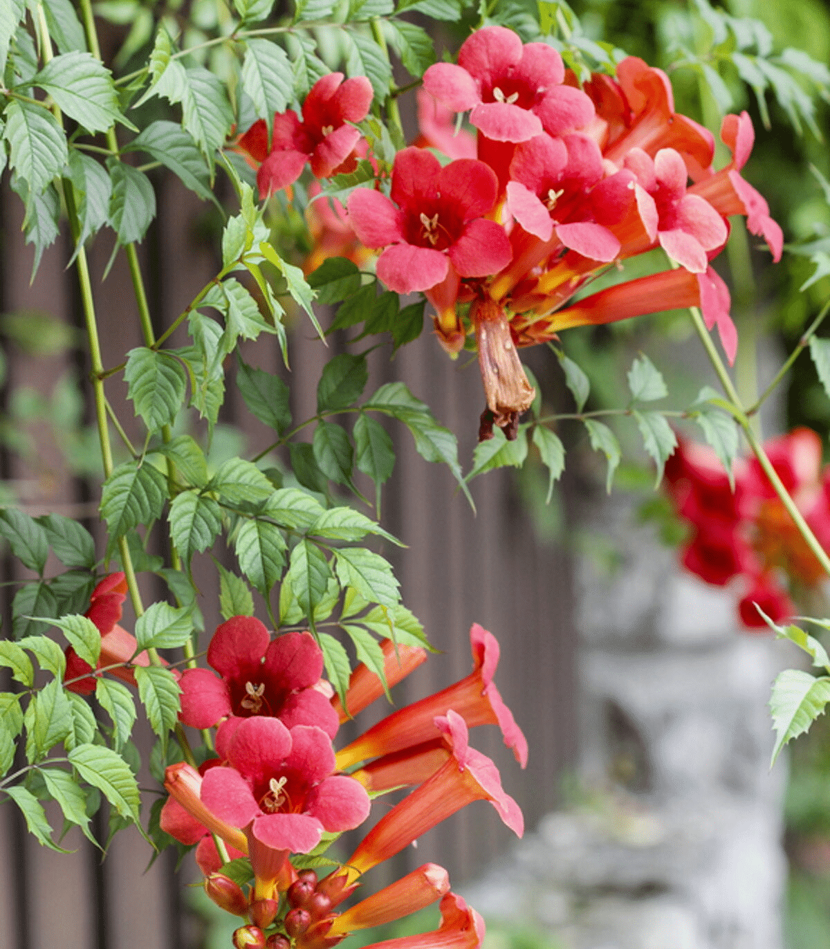 Bell shaped flowers  called trumpet vine flowers