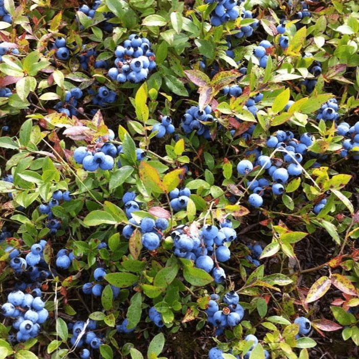 Close up of a blueberry plant