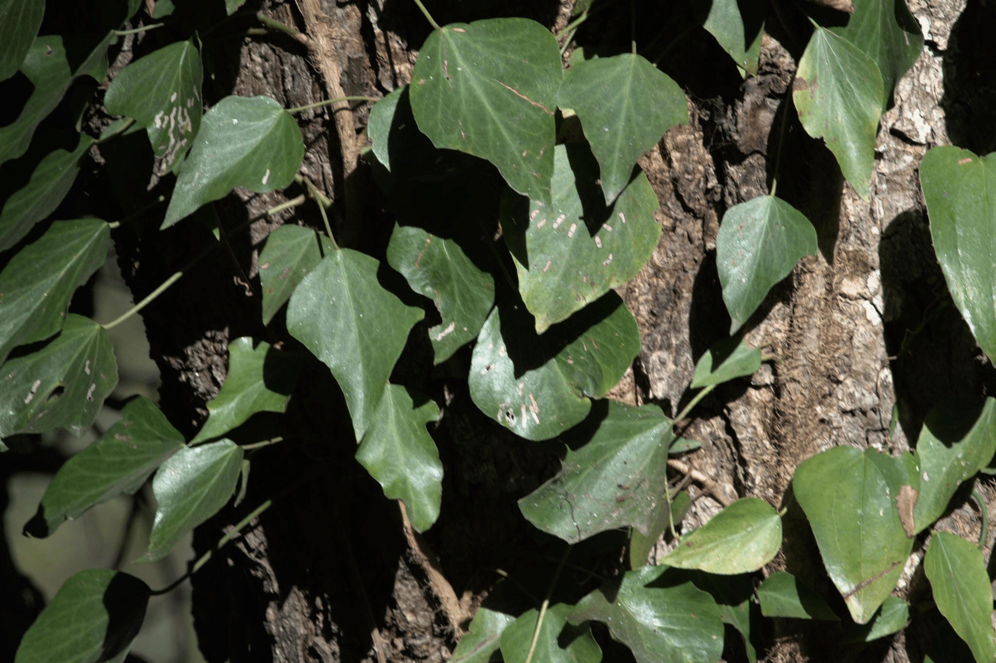 Climbing himalayan ivy plant