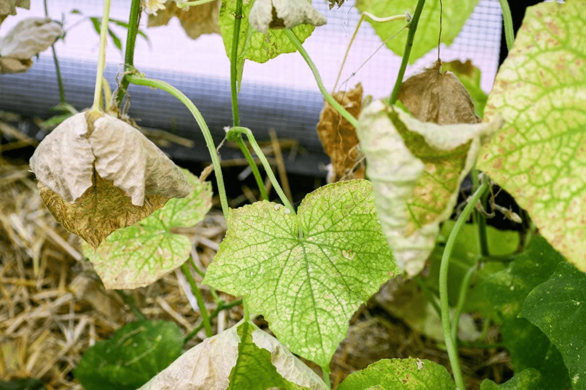 Cucumber leaves curling and turning brown