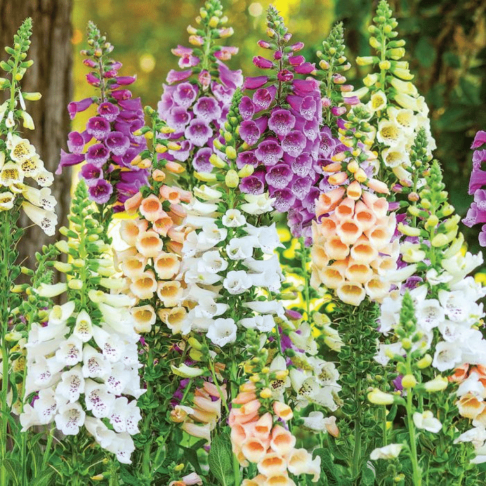 Colorful foxgloves
