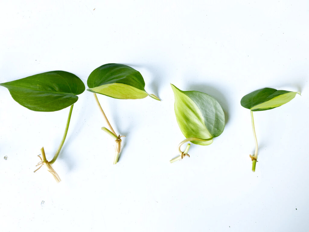 Propagating philodendron leaves