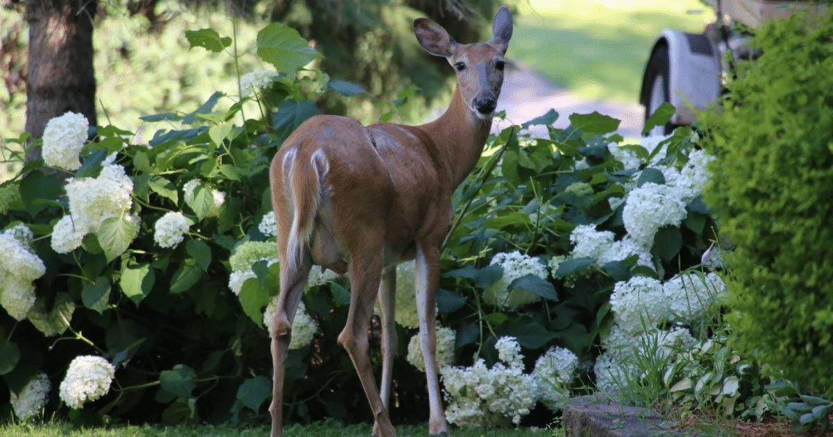 Deer eating hydrangeas in a garden