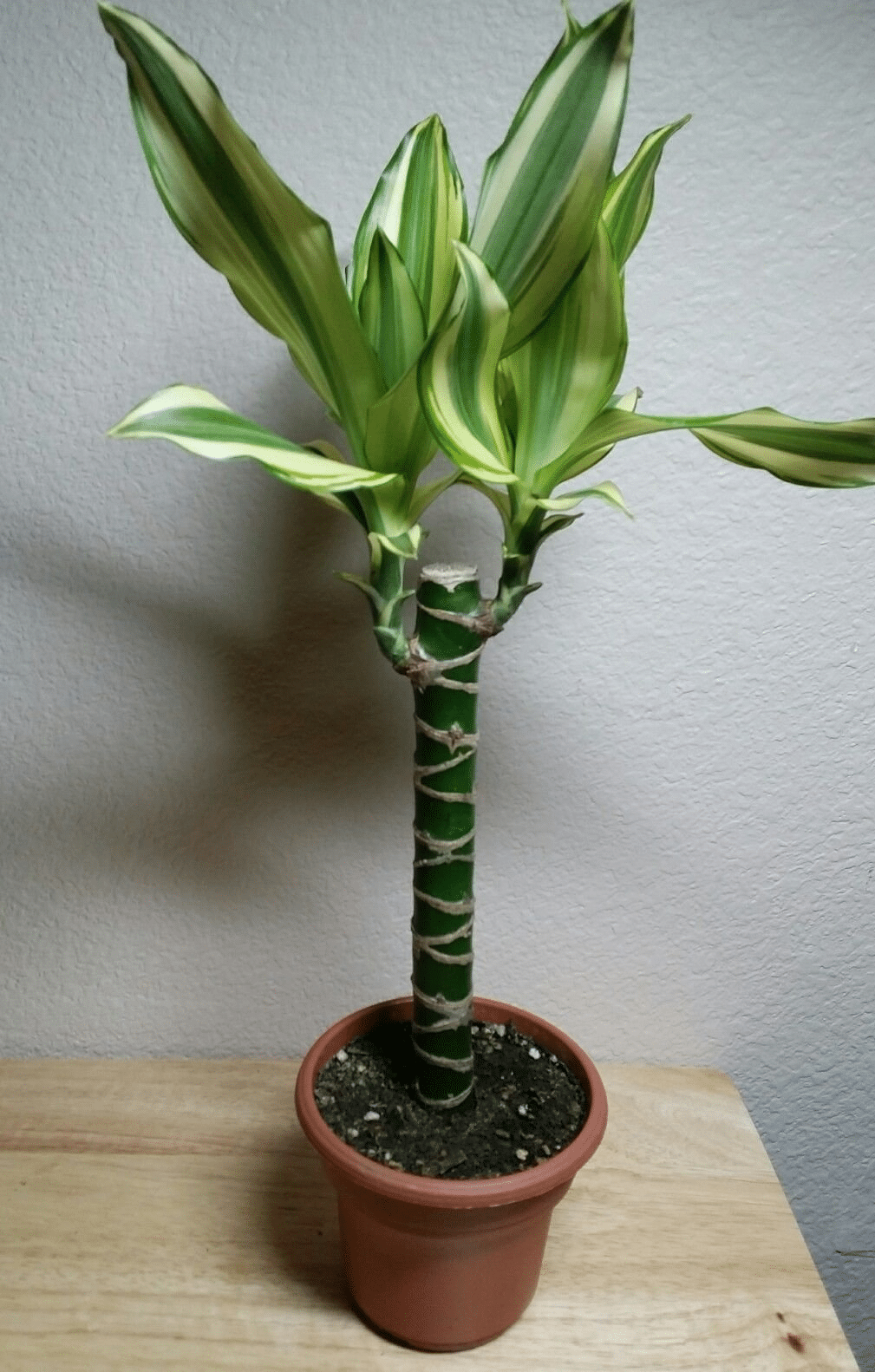 Toxic corn plant dracaena