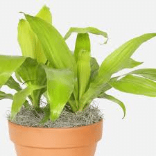 Dracaena plant with bright green leaves