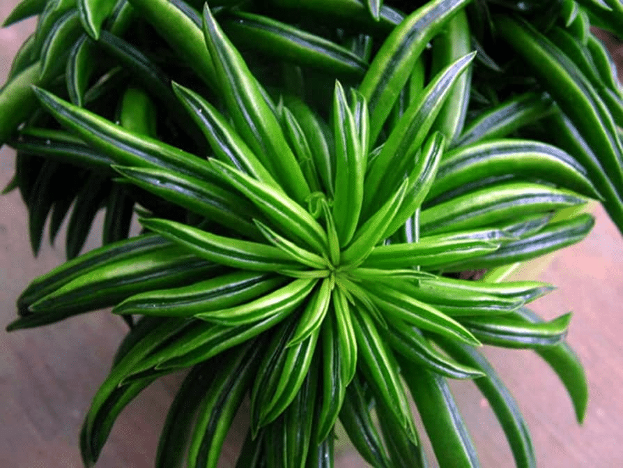 A peperomia ferreyrae pincushion plant