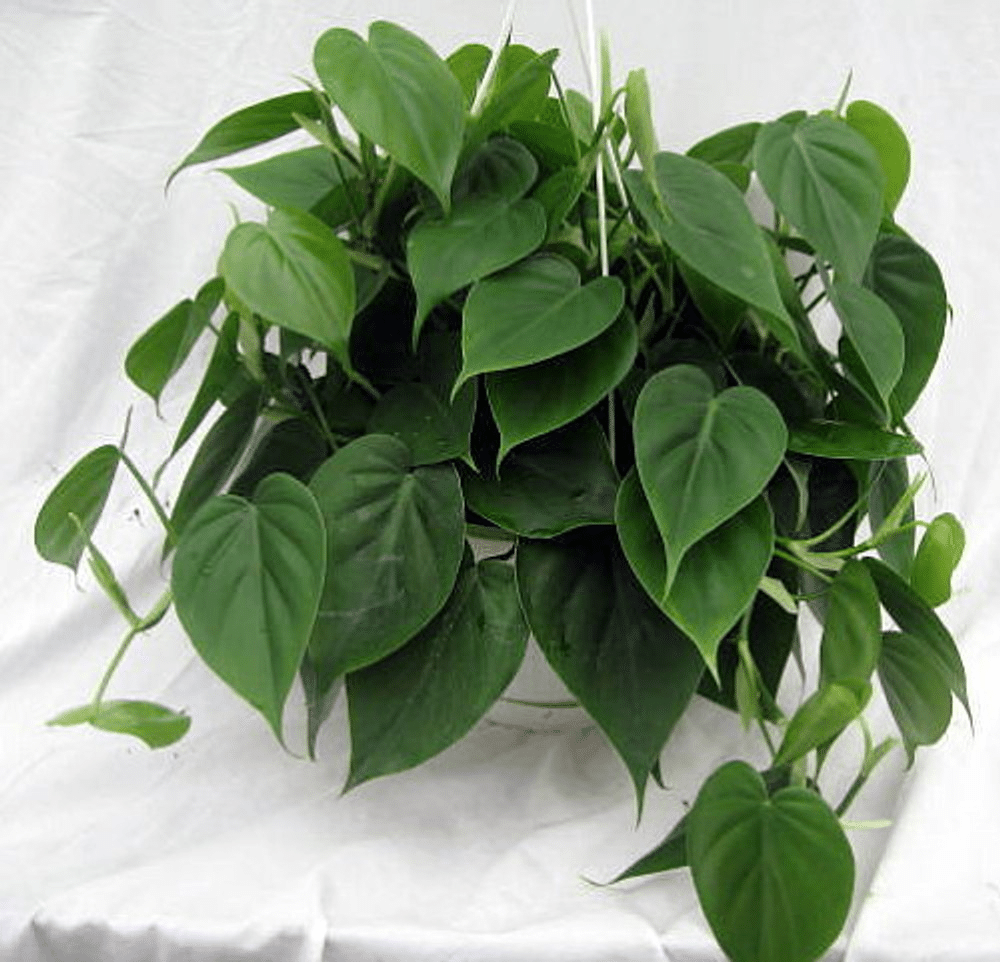 Various types of Philodendron plants, including the Heartleaf Philodendron, one of the different types of Philodendron.