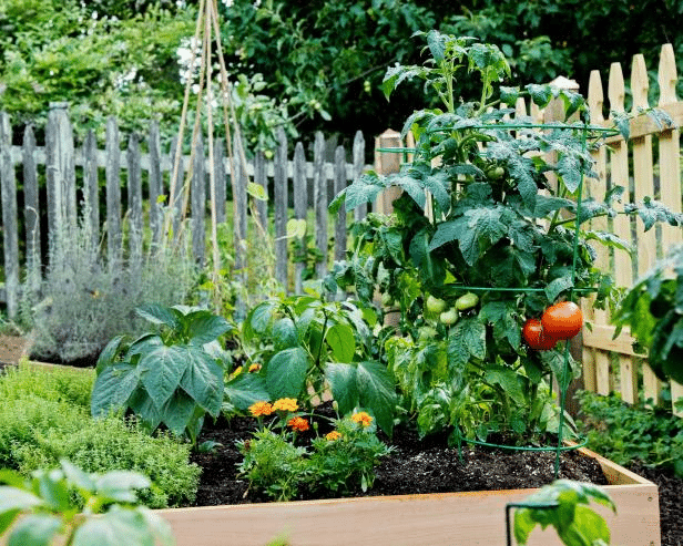 Tomato garden with companion plants