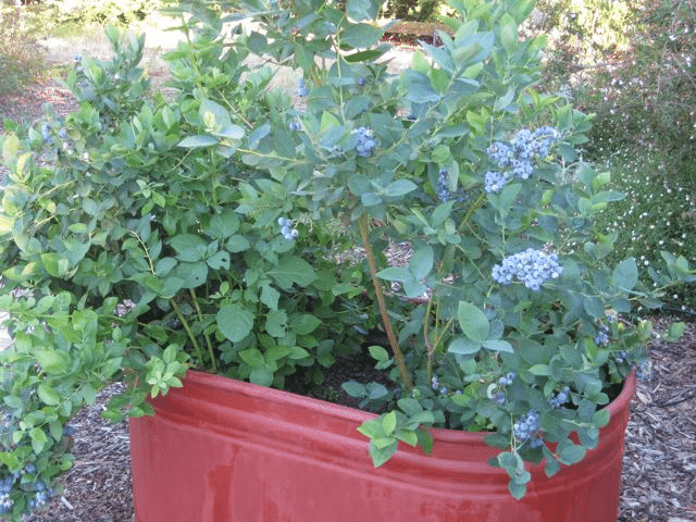 Herbs in a container with blueberry bushes