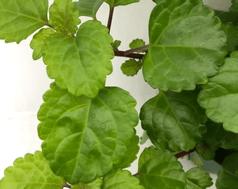 Swedish ivy plant
