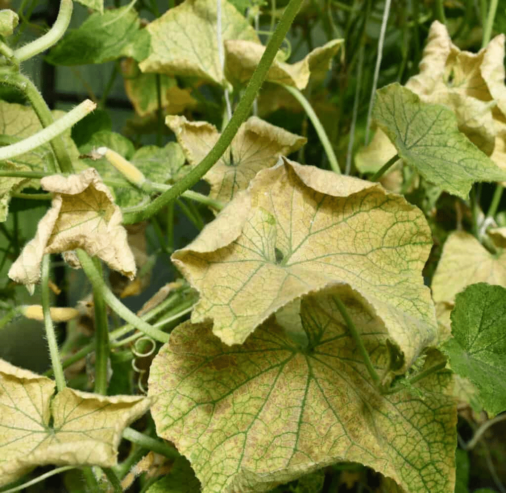 Cucumber leaves turning yellow