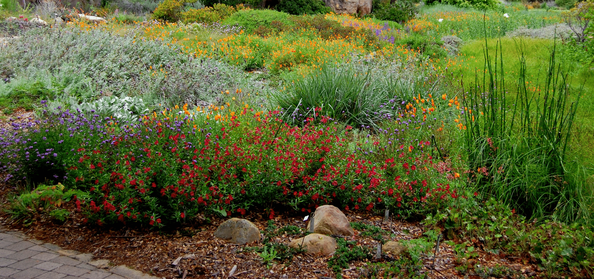 A garden of drought tolerant plants blooming in the summer