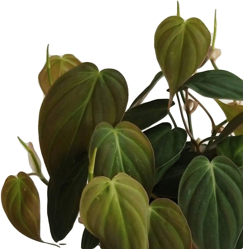 Velvet leaf philodendron plants