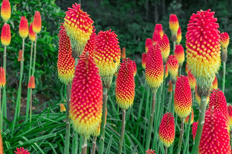 A vibrant image of Red Hot Pokers, which are perennials that bloom all summer
