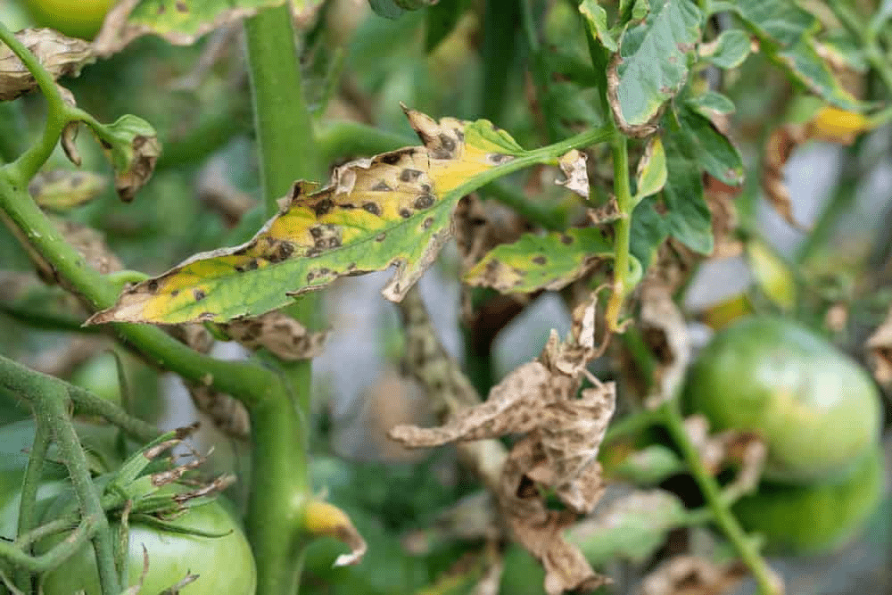 Aphid infestation on tomato plant leaves causing damage