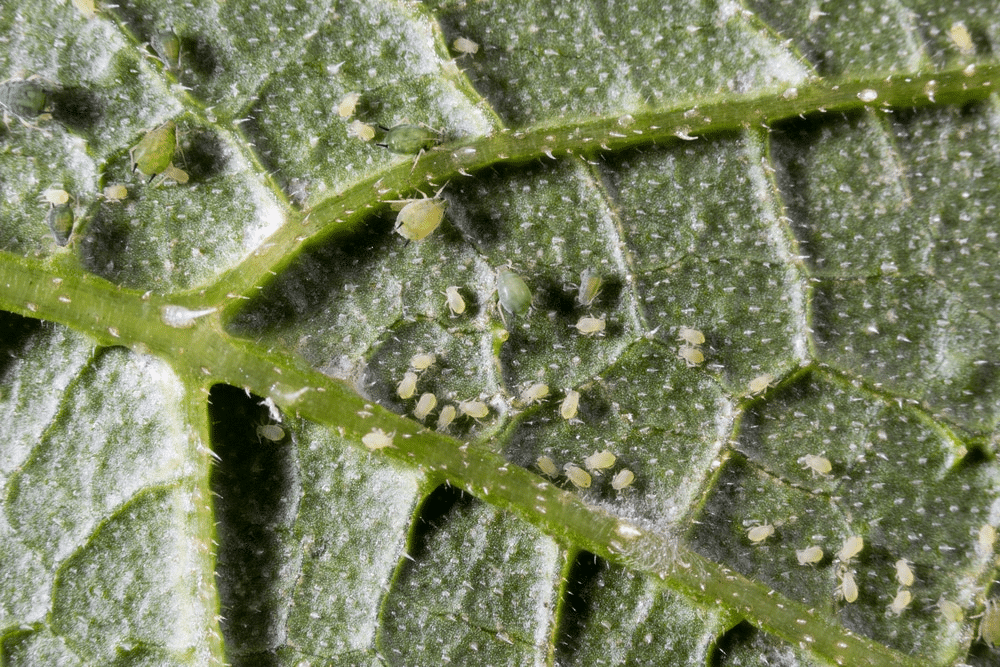Bugs on cucumber leaf