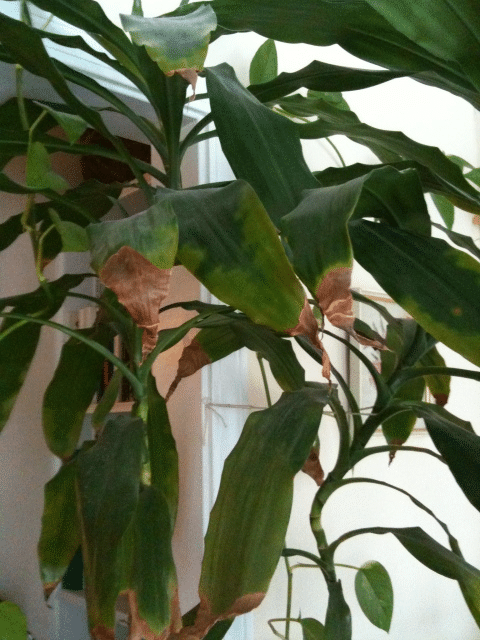 Dracaena with browning leaves