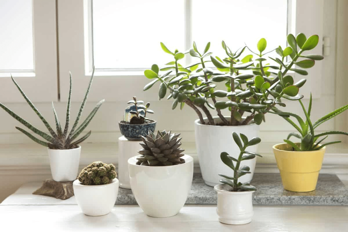 A variety of indoor tall succulents with different shapes and colors