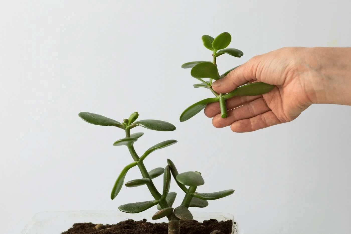 Types of jade plants that can be propagated using stem cuttings.