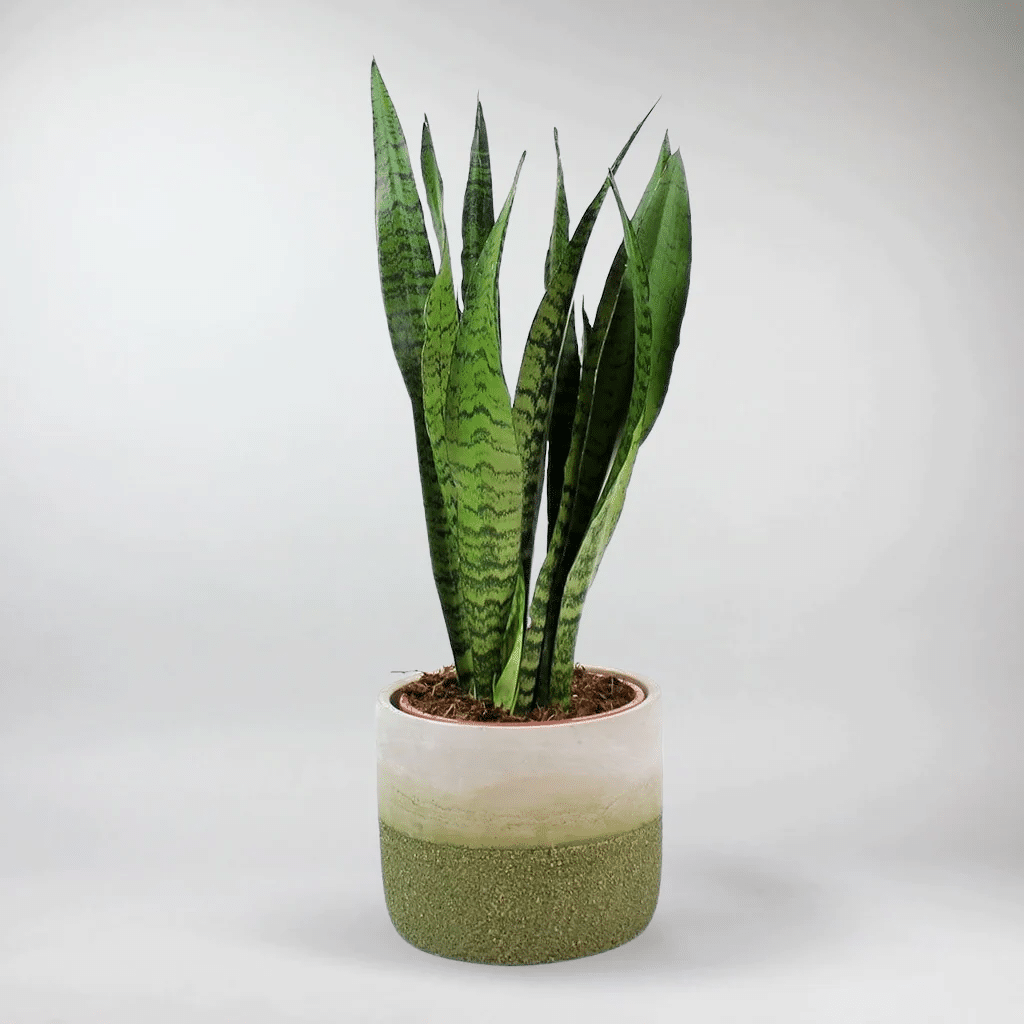 Snake plant is a type of tall succulent