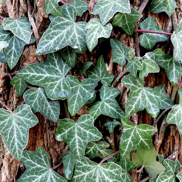 English ivy vines on a tree