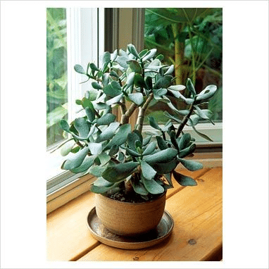 Jade plant with light green leaves and direct sunlight