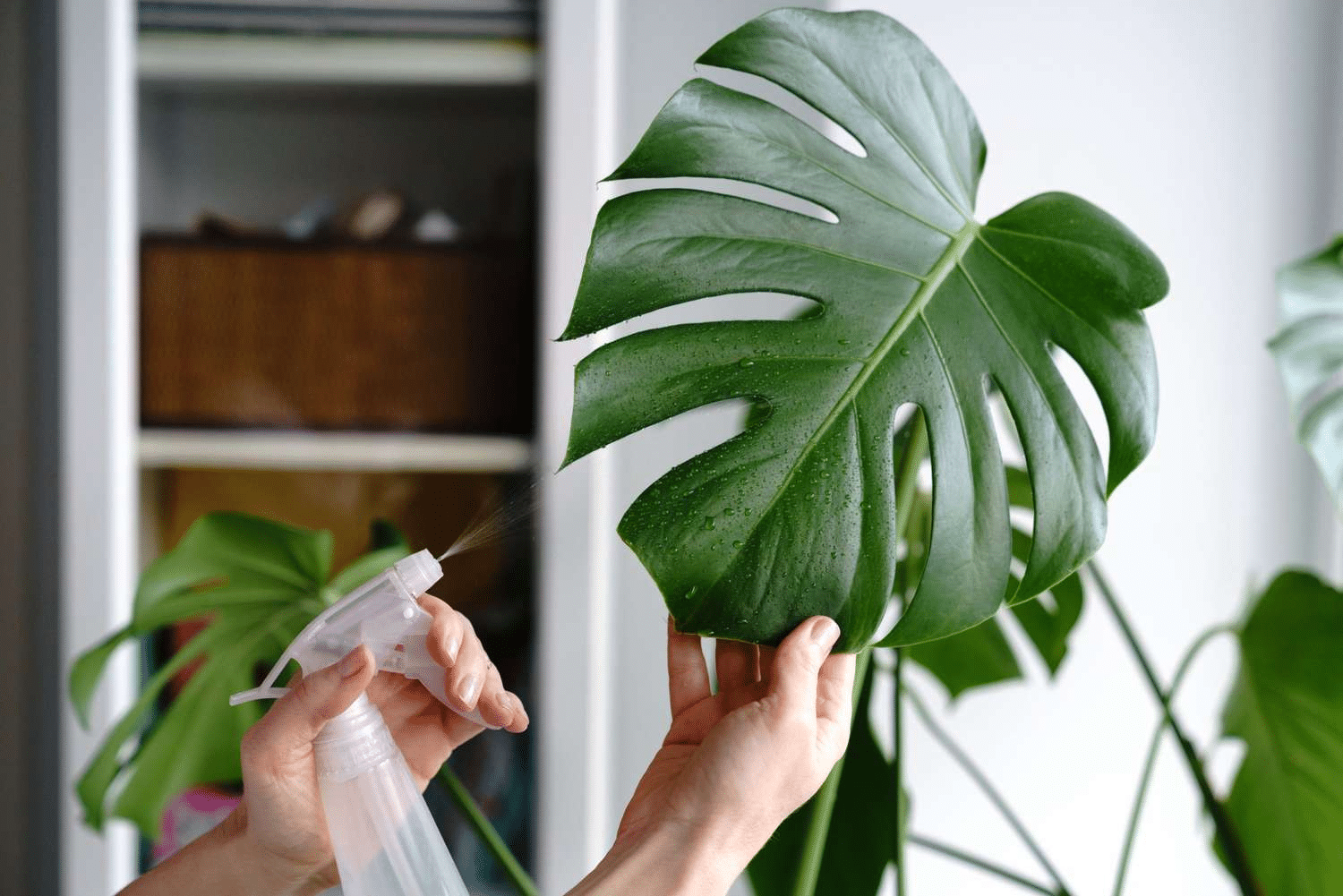 Misting leaves to keep monstera leaves from curling