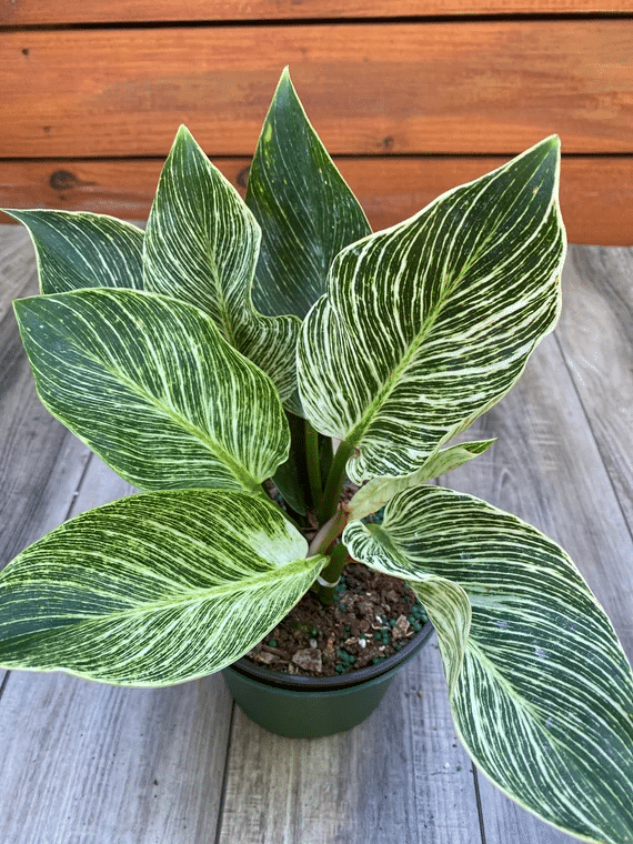A philodendron birkin with dark green leaves and bright indirect light