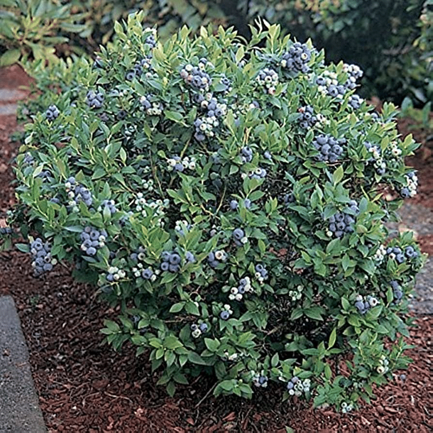 Garden with blueberry plants and tips for planting them