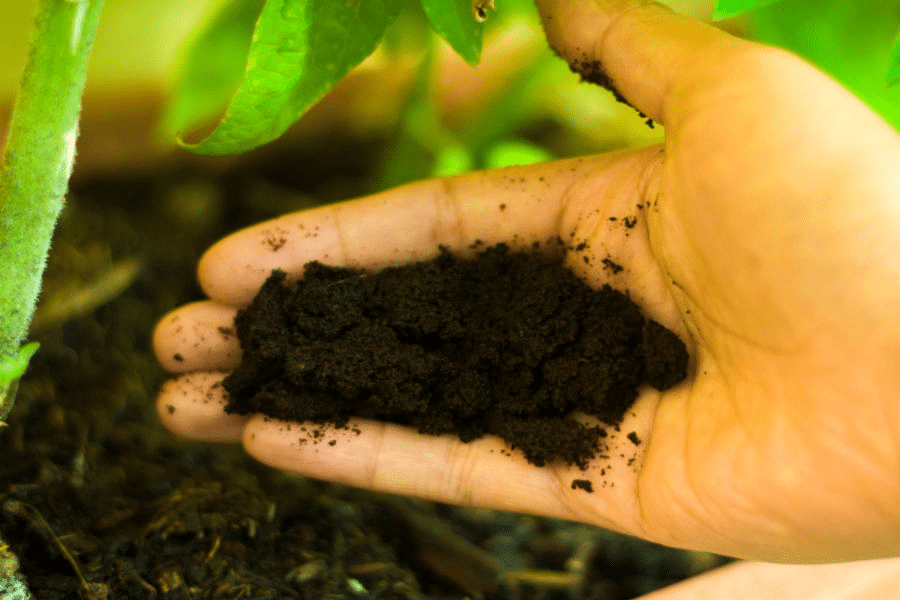 Adding organic coffee grounds to soil