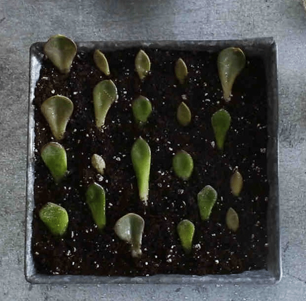 Propagating tall succlents with leaf cutting