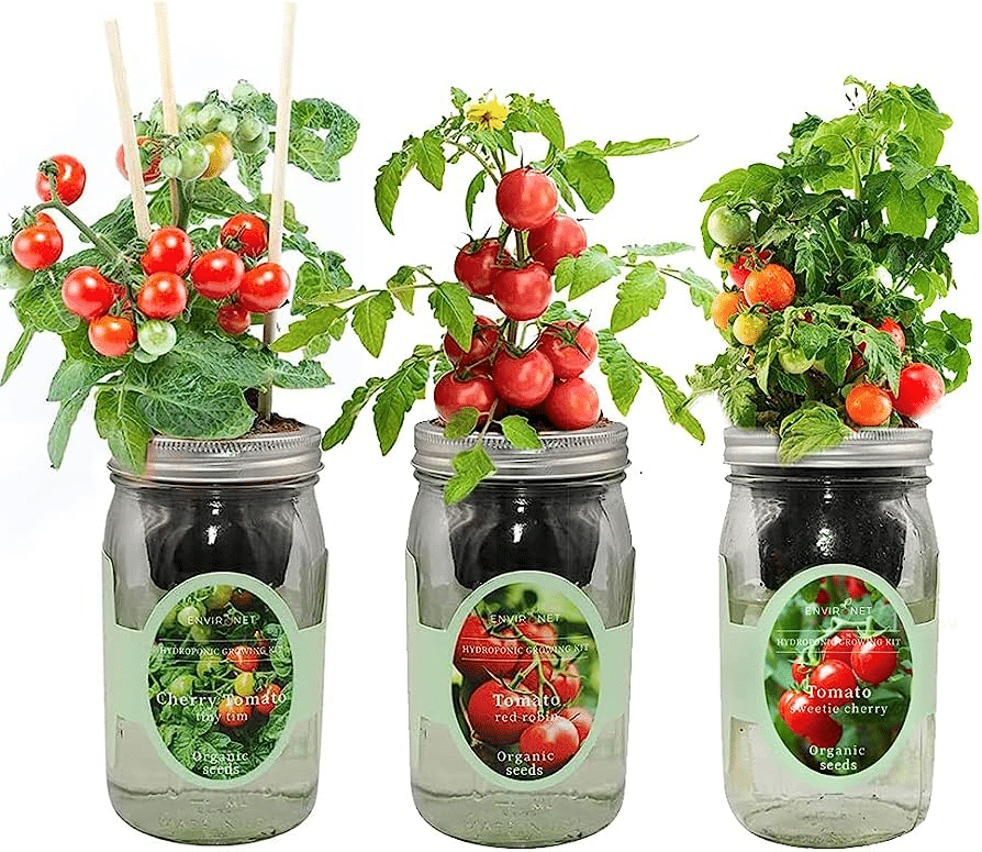 A variety of tomatoes growing in a hydroponic system